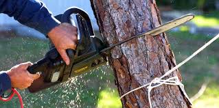 Best Tree Risk Assessment  in Baiting Hollow, NY