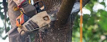 Best Firewood Processing and Delivery  in Baiting Hollow, NY