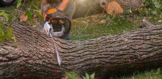 Best Lawn Pest Prevention  in Baiting Hollow, NY