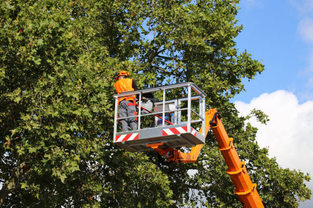 Best Stump Grinding and Removal  in Baiting Hollow, NY