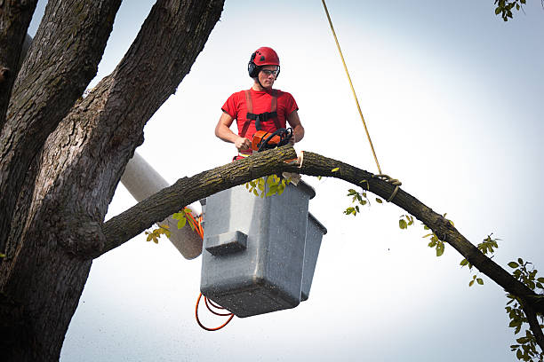Best Aeration Services  in Baiting Hollow, NY