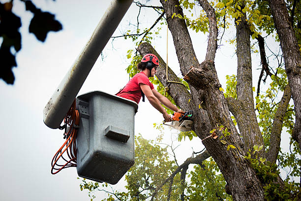 How Our Tree Care Process Works  in  Baiting Hollow, NY