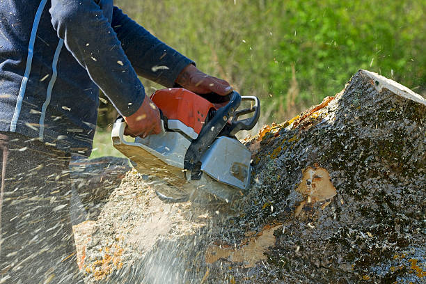 Best Commercial Tree Services  in Baiting Hollow, NY